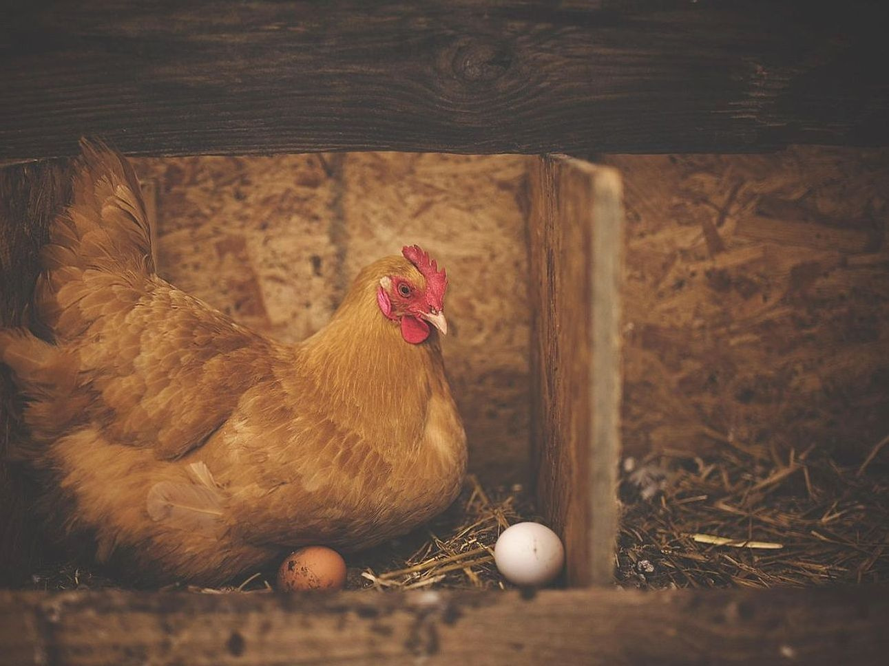 Nest to Nest Delivery