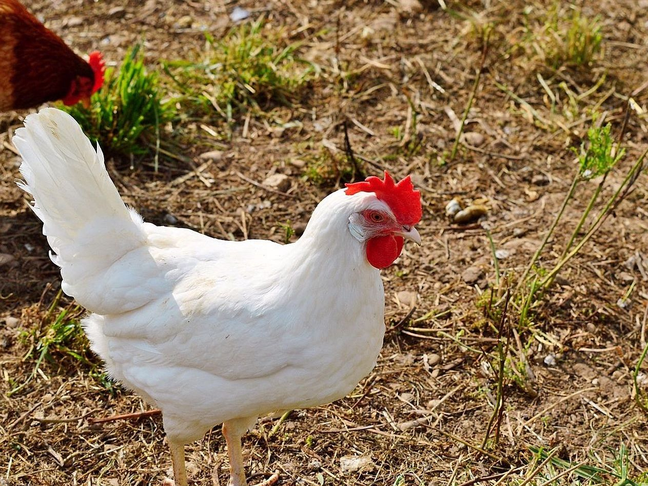 Chicken Farm Sustainability Focus