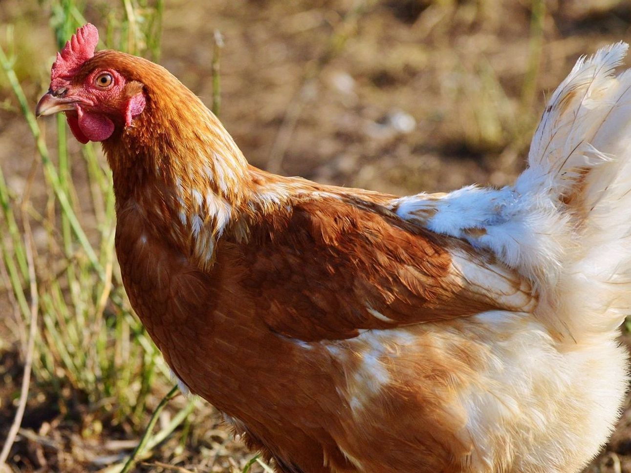 Eco-Friendly Egg Delivery